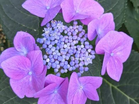Hydrangea mac. 'Blaumeise' TELLER  (schermvormig