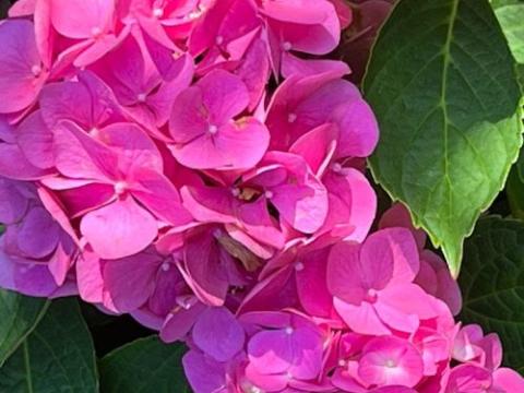 Hydrangea mac. 'Mathilde Gütges'  (bolvormig)