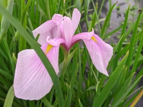 Iris ensata 'Rose Queen'