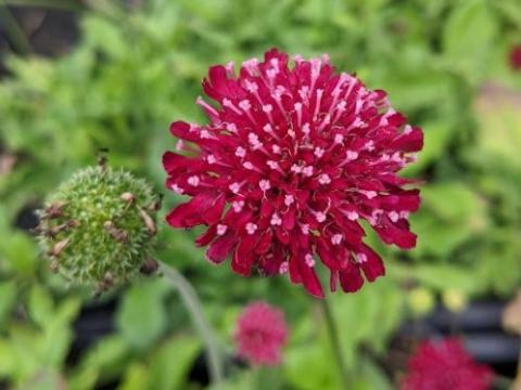 Knautia macedonica 'Mars Midget'