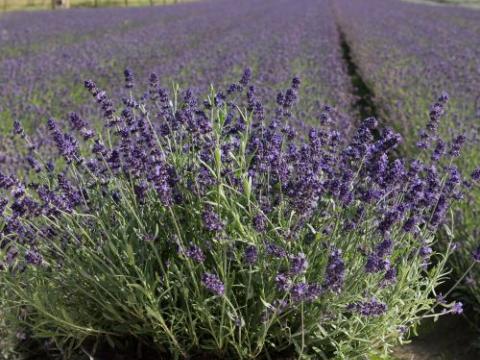 Lavandula ang. 'Ardeche Blue'