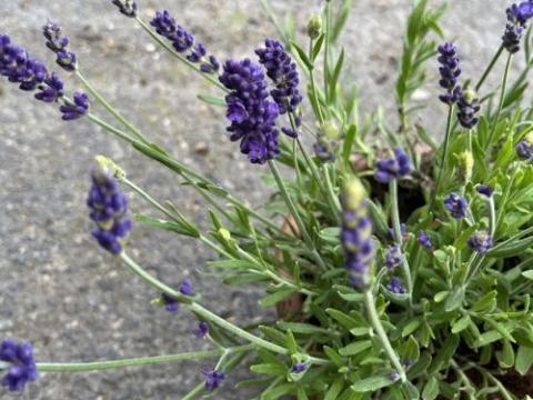 Lavandula ang. 'Spear Blue'