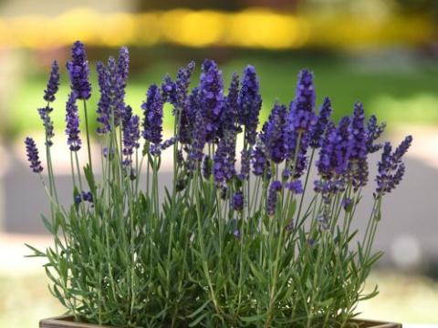 Lavandula ang. 'Spear Blue'
