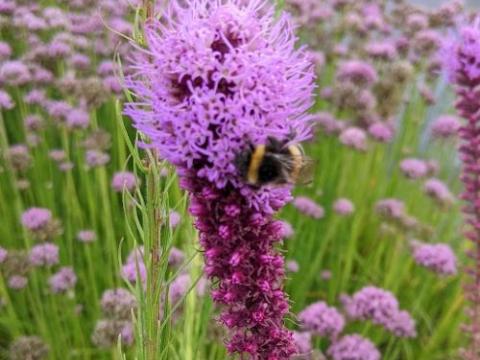 Liatris pycnostachya