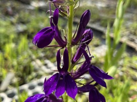 Lobelia spec. 'Starship Blue'