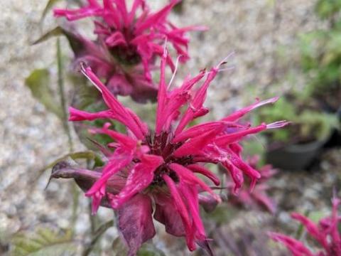 Monarda 'Mahogany'