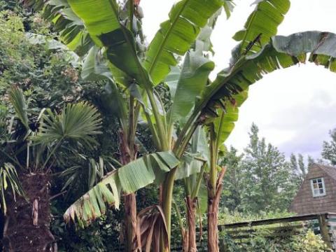Musa basjoo 'Sakhalin'