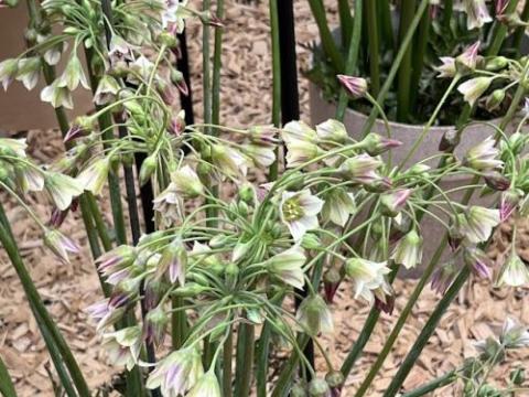 Nectaroscordum sic sbp. bulgaricum