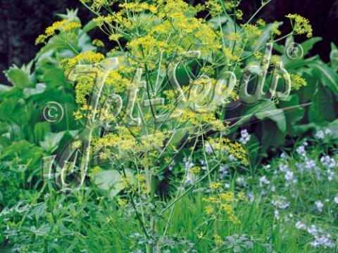 Opopanax chironium (Ferula)