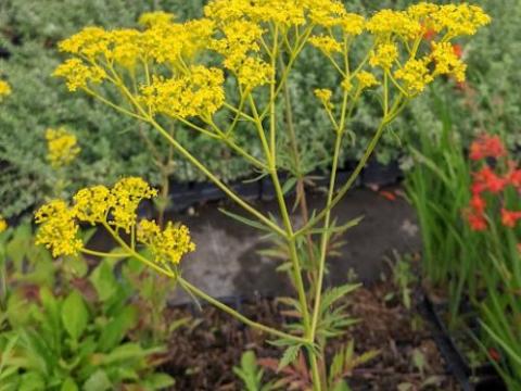 Patrinia scabiosifolia