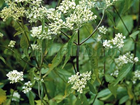 Patrinia villosa