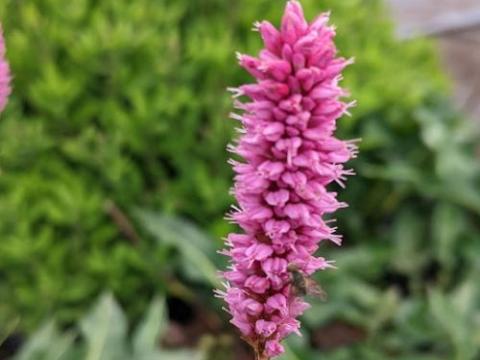 Persicaria bistorta 'Hohe Tatra'