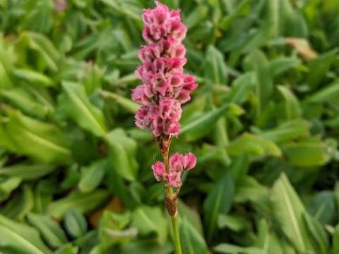 Persicaria affinis 'Kabouter'