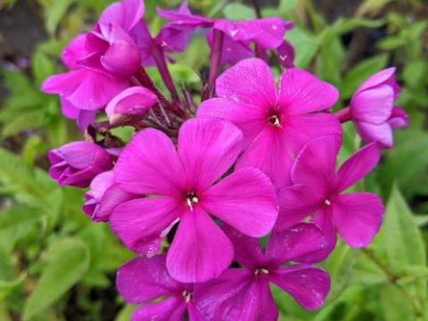 Phlox Pan. 'Düsterlohe'