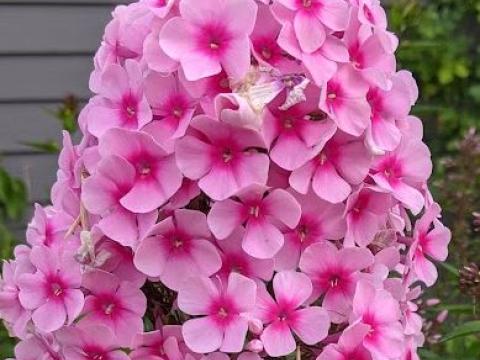 Phlox Pan. 'Barci' (Miss Pepper)