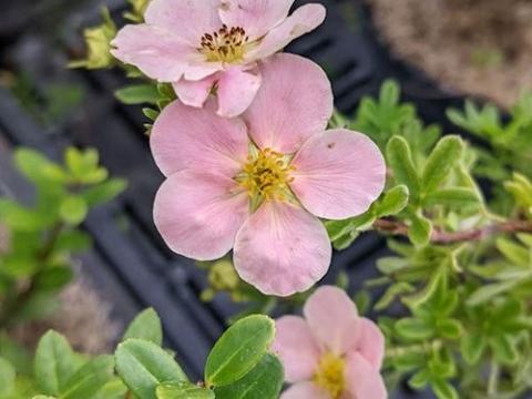 Potentilla fru. 'Pink Beauty' ®