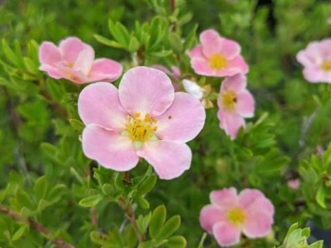 Potentilla fru. 'Pink Beauty' ®
