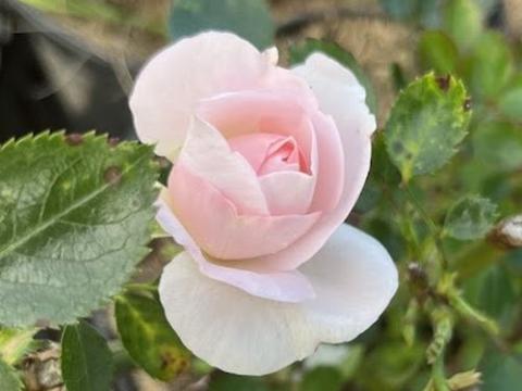 Rosa (trosroos)  'Aspirin Rose' ®