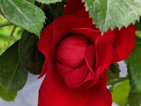 Rosa (trosroos)  'Black Forest Rose'