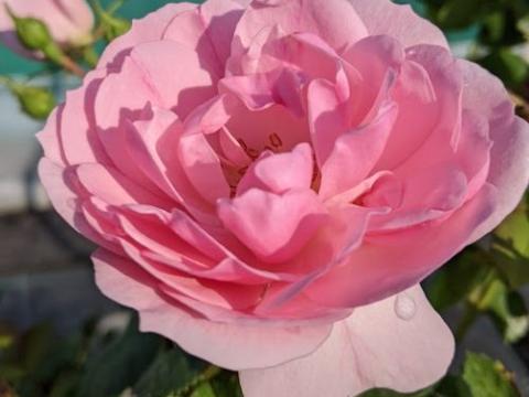 Rosa (stamroos)  'Bonica 82'®