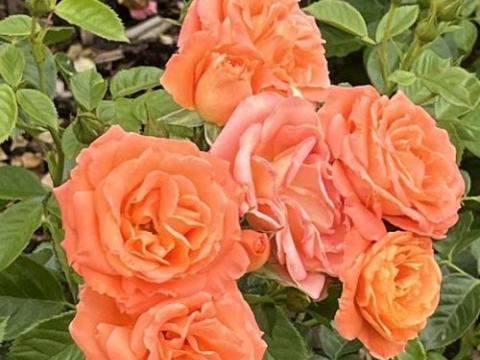 Rosa (klimroos)  'New Dawn'