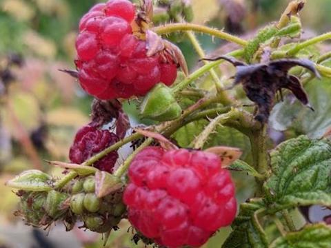 Rubus idaeus 'Autumn Bliss'  HERFSTFRAMBOOS