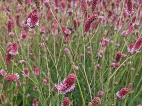 Sanguisorba officinalis 'Pink Tanna'