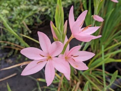 Schizostylis coccinea 'Mrs Hegarty'