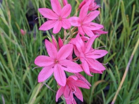 Schizostylis coccinea 'Sunrise'