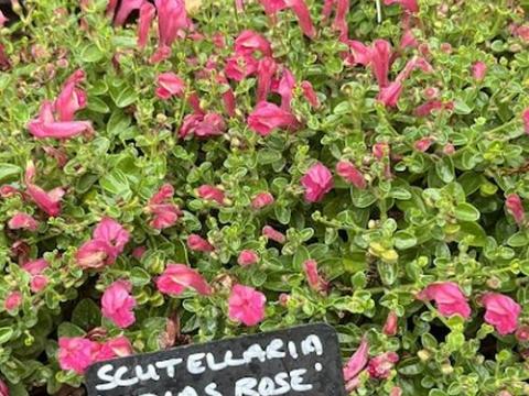 Scutellaria 'Texas Rose'