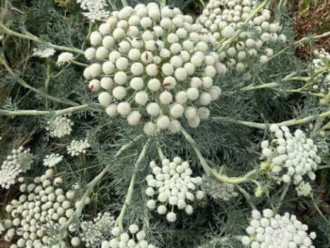 Seseli gumiferum
