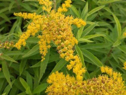 Solidago 'Strahlenkrone'