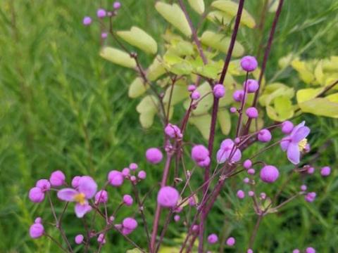 Thalictrum rochebruneanum