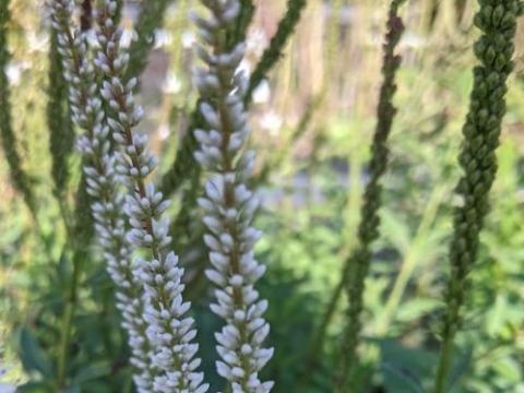 Veronicastrum vir. 'Album'
